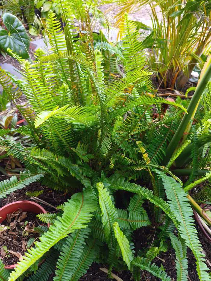 21 Tropical Garden Plants to Create a Lush Backyard Escape 10 Sword Fern (Nephrolepis)