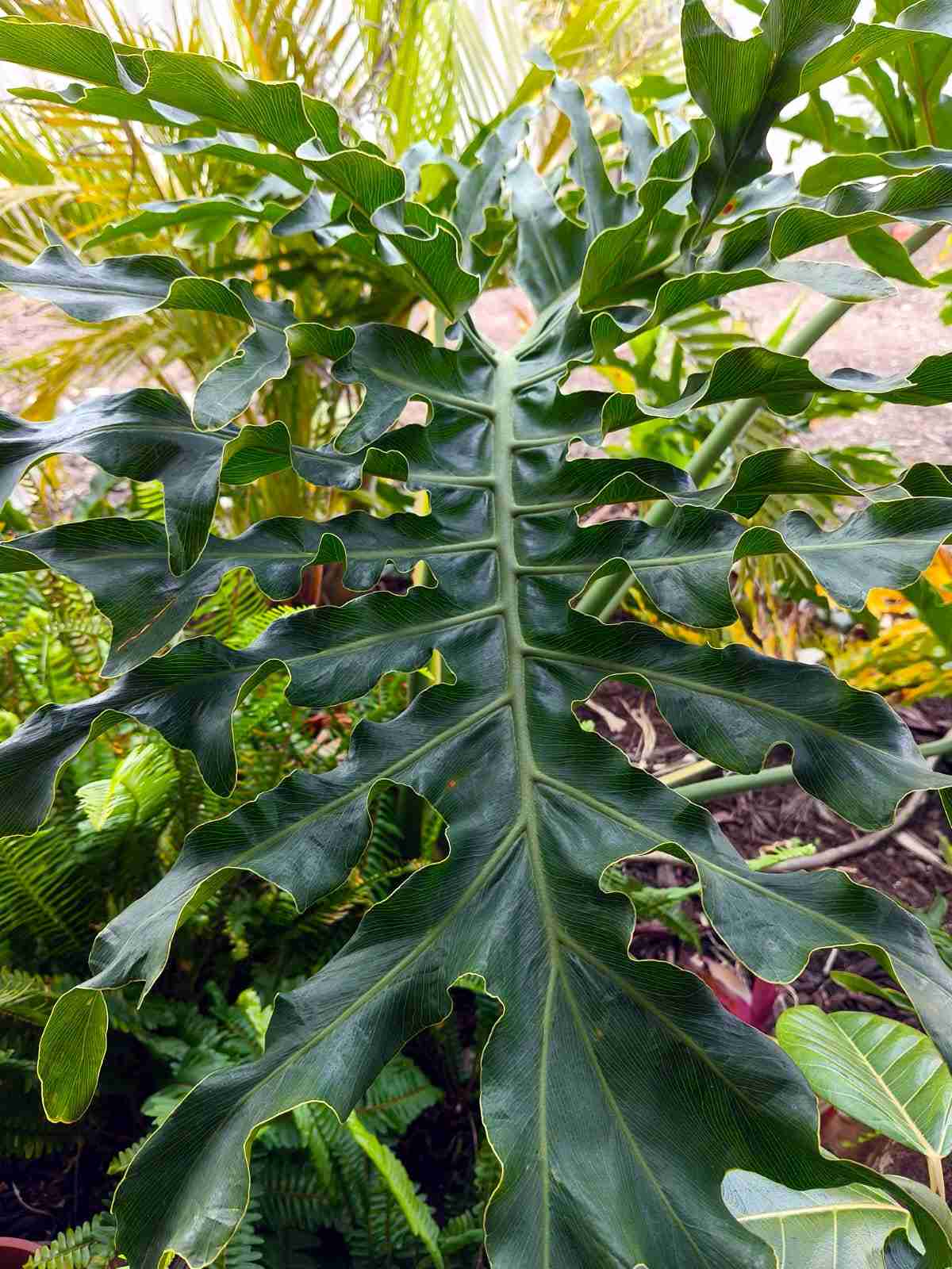 21 Tropical Garden Plants to Create a Lush Backyard Escape 12 Thaumatophyllum Xanadu