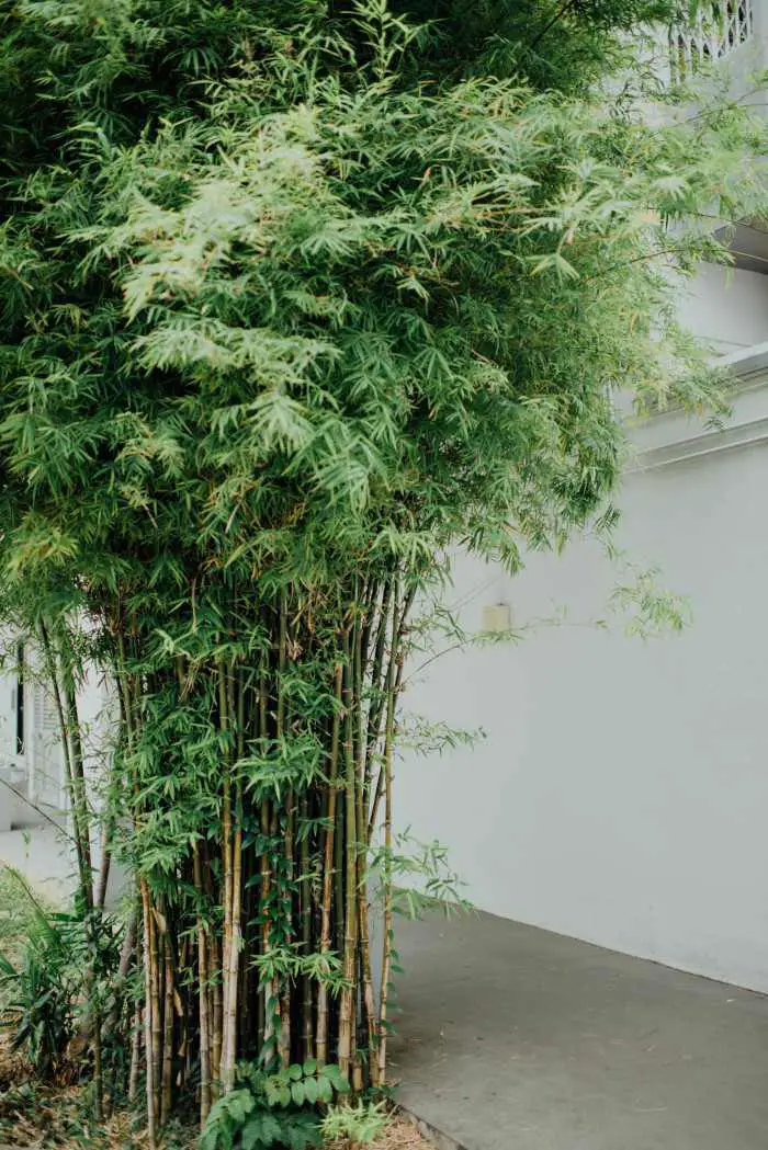 21 Tropical Garden Plants to Create a Lush Backyard Escape 13 Golden Bamboo