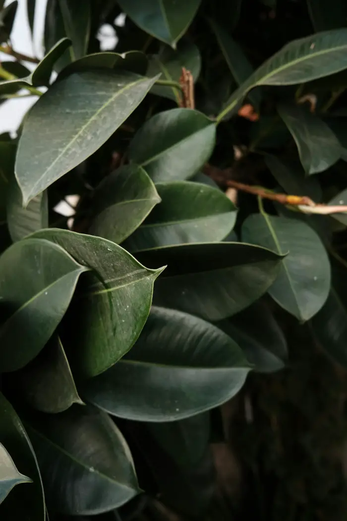 21 Tropical Garden Plants to Create a Lush Backyard Escape 14 Rubber Plant (Ficus Elastica)