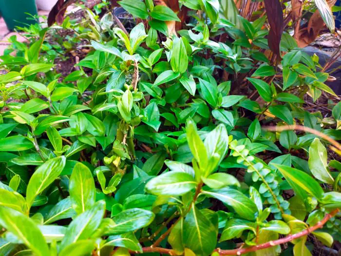 21 Tropical Garden Plants to Create a Lush Backyard Escape 15 Asian Watermist (Pellionia)
