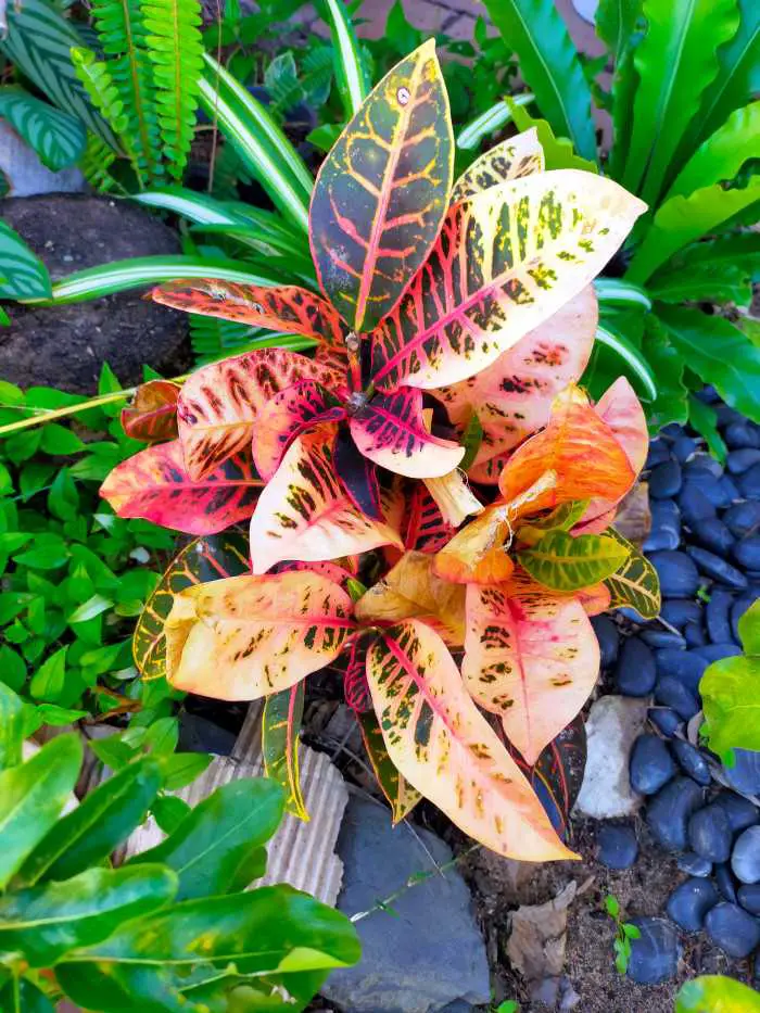21 Tropical Garden Plants to Create a Lush Backyard Escape 16 Variegated Croton