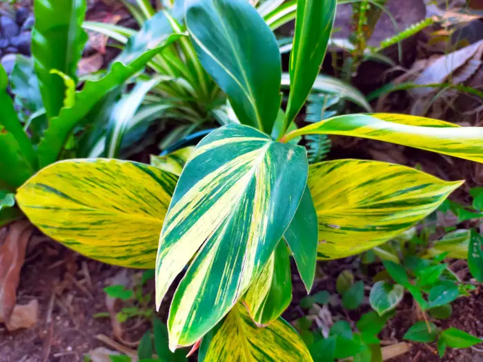 21 Tropical Garden Plants to Create a Lush Backyard Escape 17 Variegated Ginger (Alpinia Zerumbet)