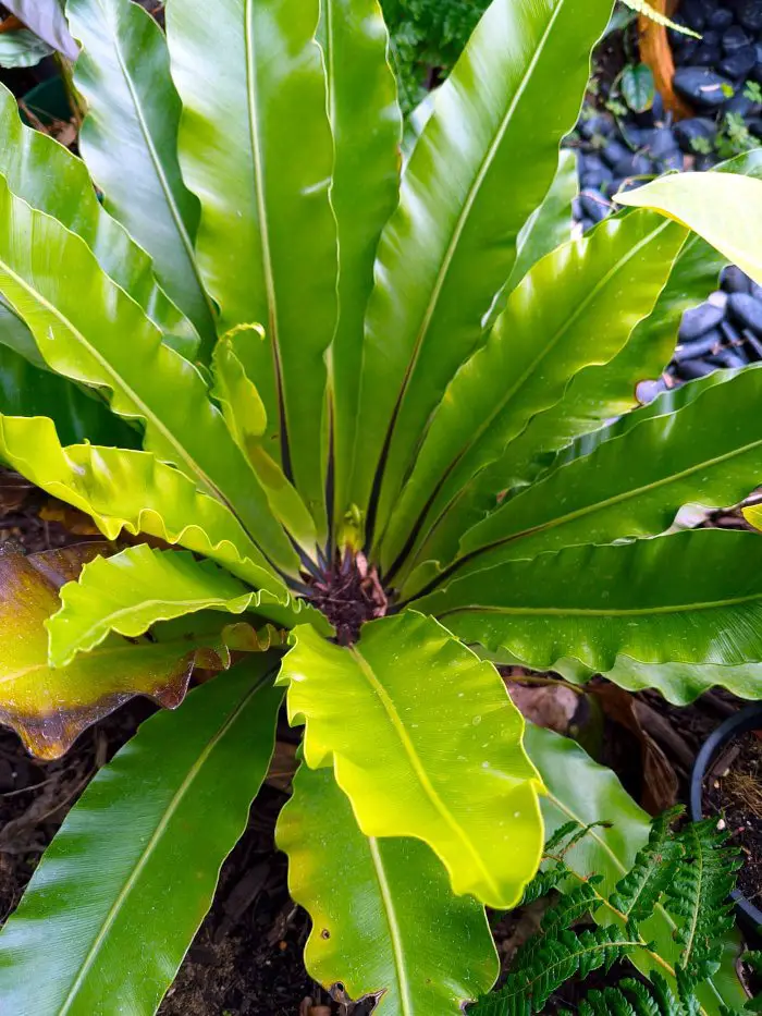21 Tropical Garden Plants to Create a Lush Backyard Escape 18 Birds Nest Fern (Asplenium Nidus)