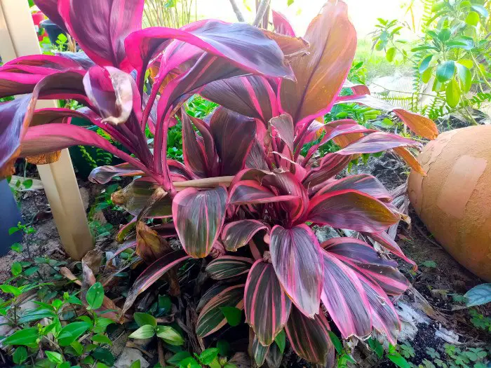21 Tropical Garden Plants to Create a Lush Backyard Escape 19 Ti Plant (Cordyline Fruticosa)