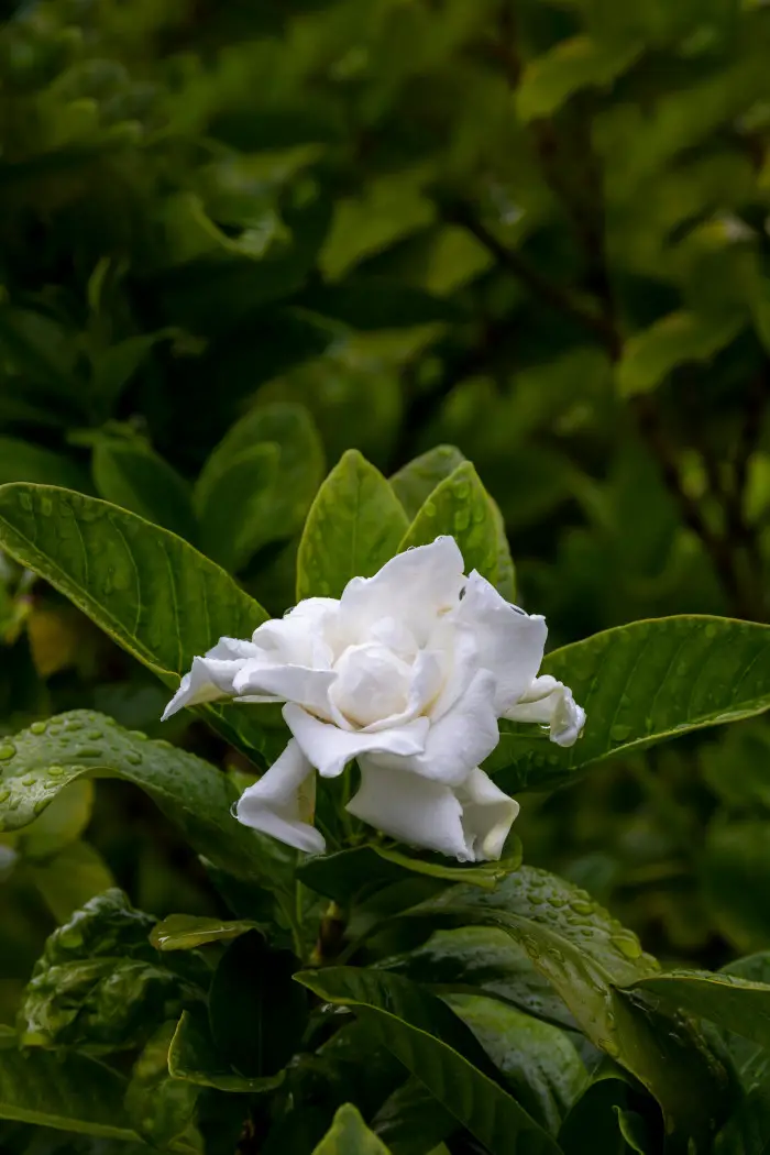 21 Tropical Garden Plants to Create a Lush Backyard Escape 20 Gardenia
