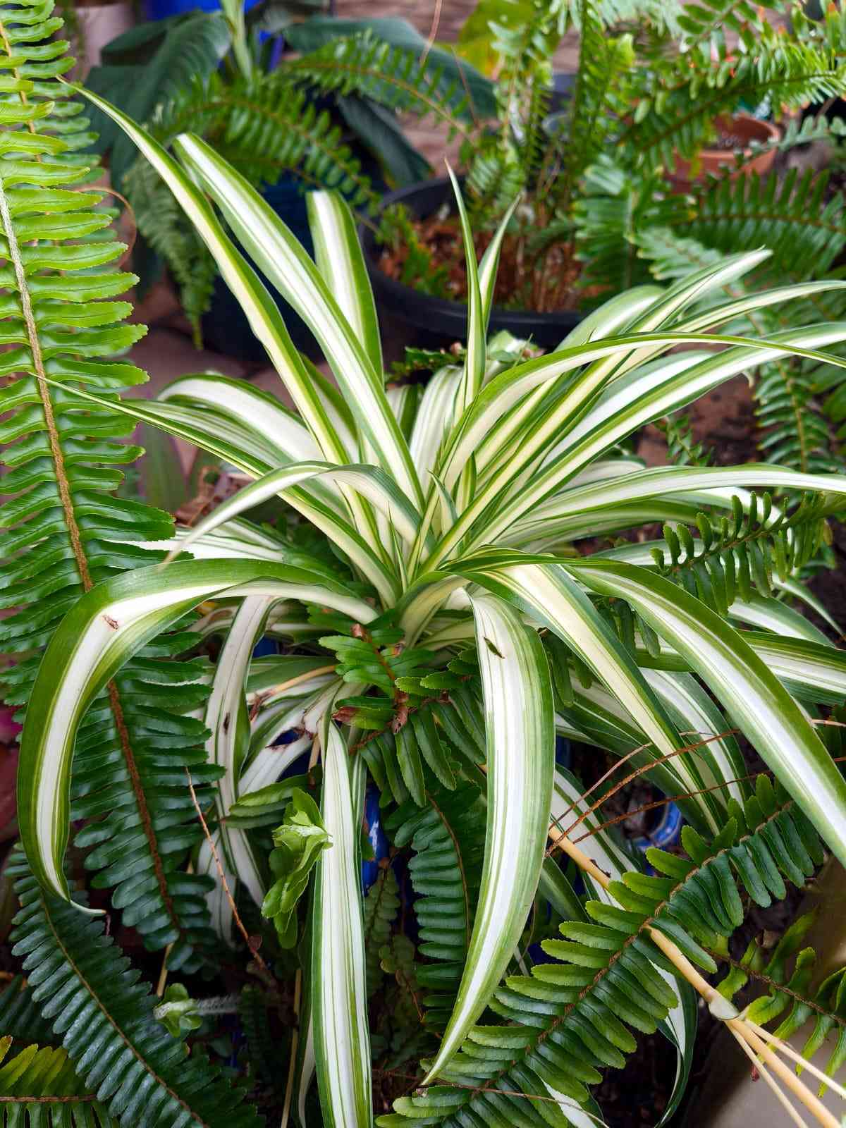 21 Tropical Garden Plants to Create a Lush Backyard Escape 21 Spider Plant (Chlorophytum Comosum)