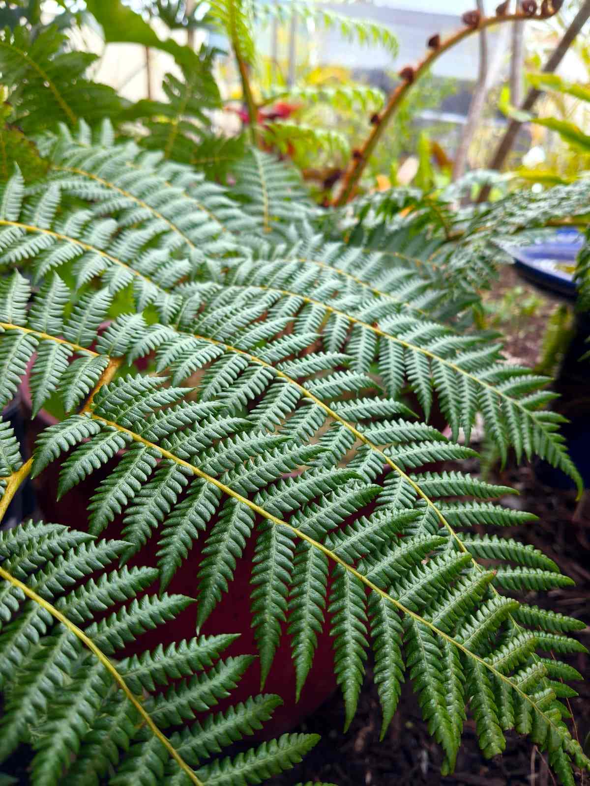 21 Tropical Garden Plants to Create a Lush Backyard Escape 22 Australian Tree Fern (Cyathea Cooperi)
