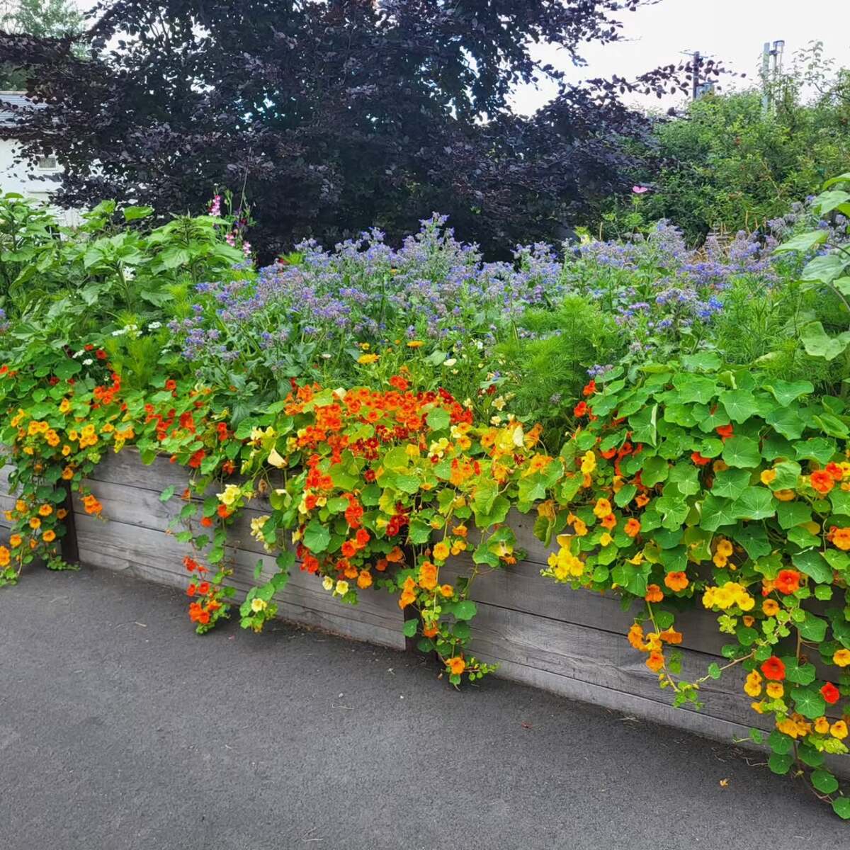 Cascading Nasturtium Wooden Planter