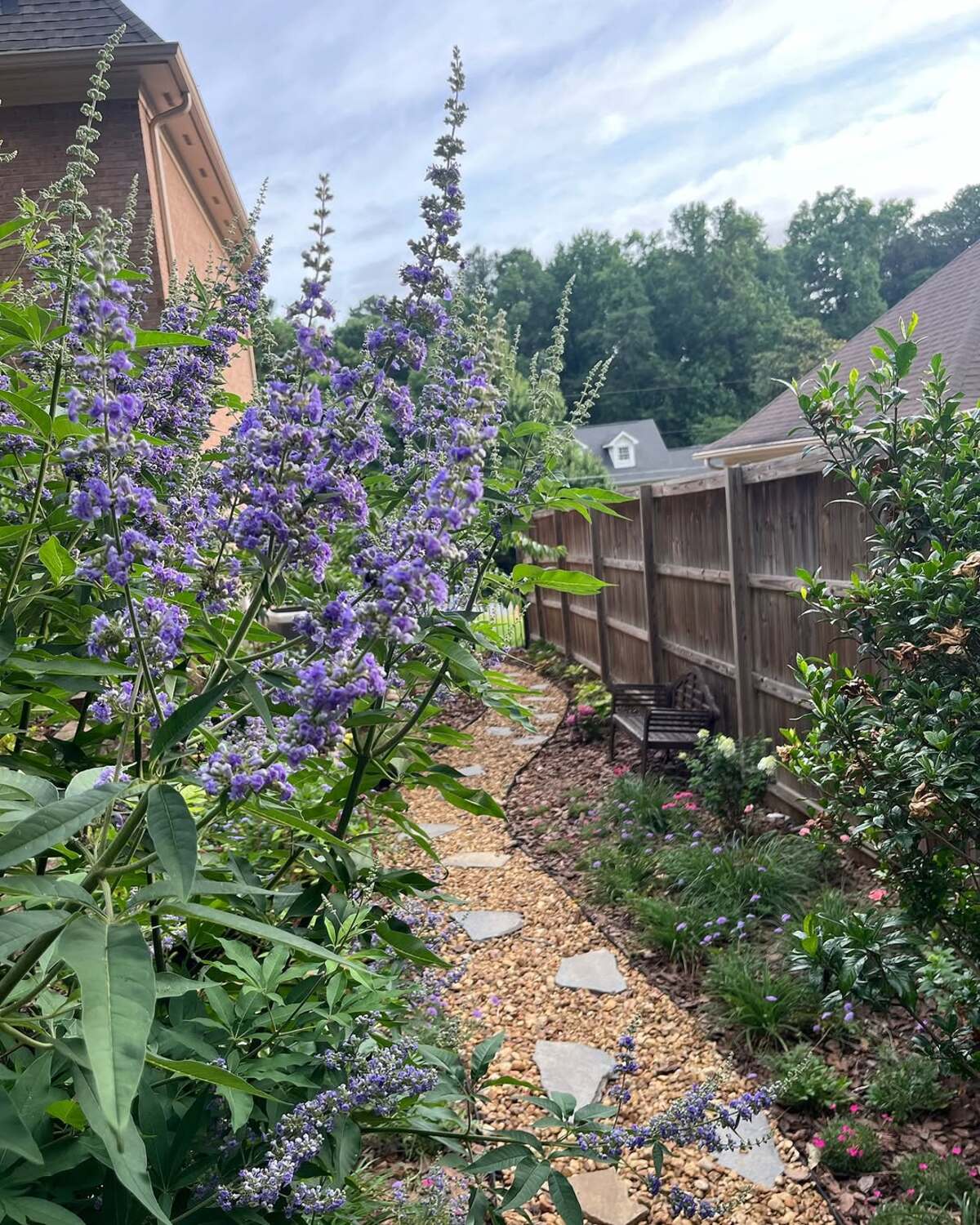 Gravel Path Chaste Tree Border