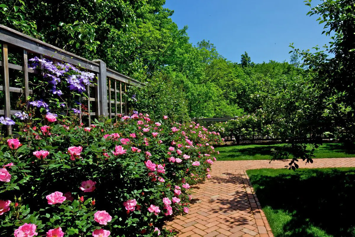 Lattice Fence Rose Trellis