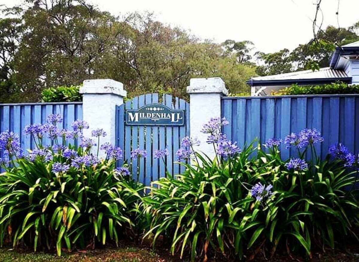 Blue Fence Agapanthus Border