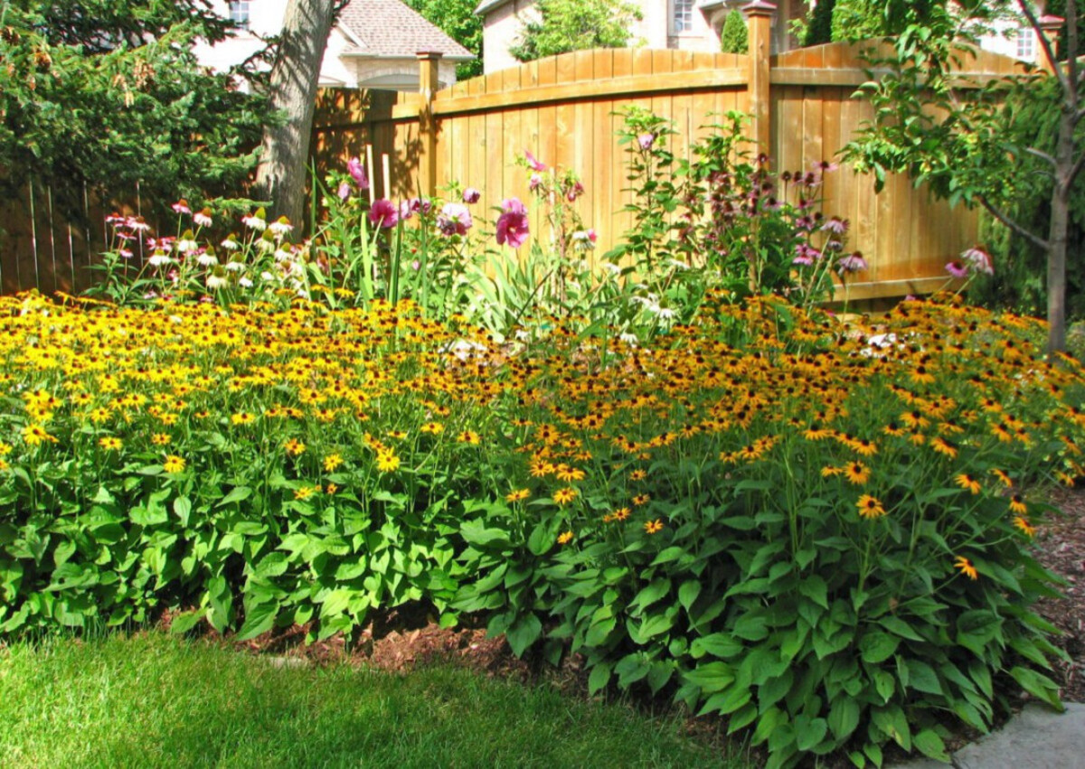 Dense Wildflower and Coneflower Lawn Border