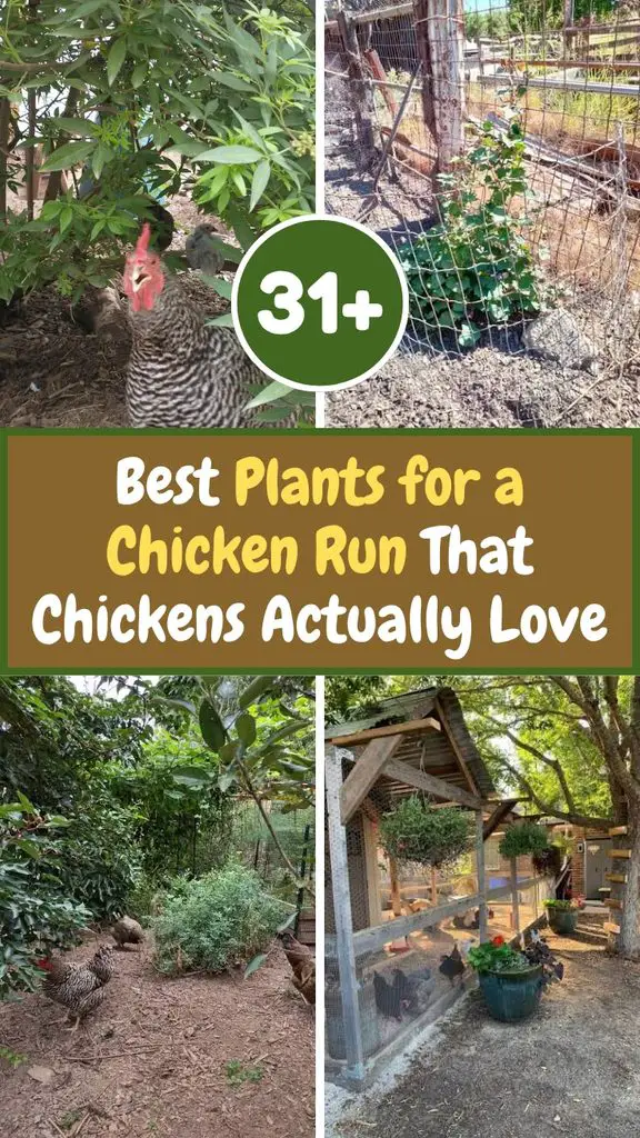 31+ Plants for Chicken Run Ideas to Create a Greener Coop 2