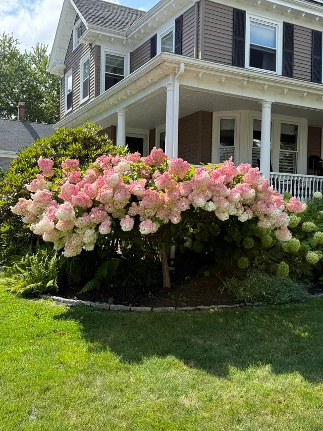 25+ Limelight Hydrangea Landscaping Ideas for a Beautiful Yard 1