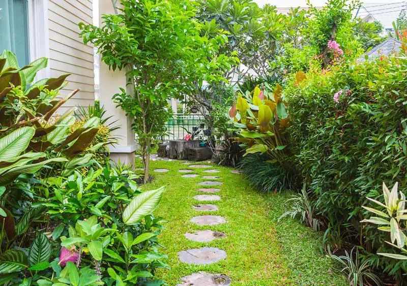 Log Stepping Stone Path Through Tropical Foliage