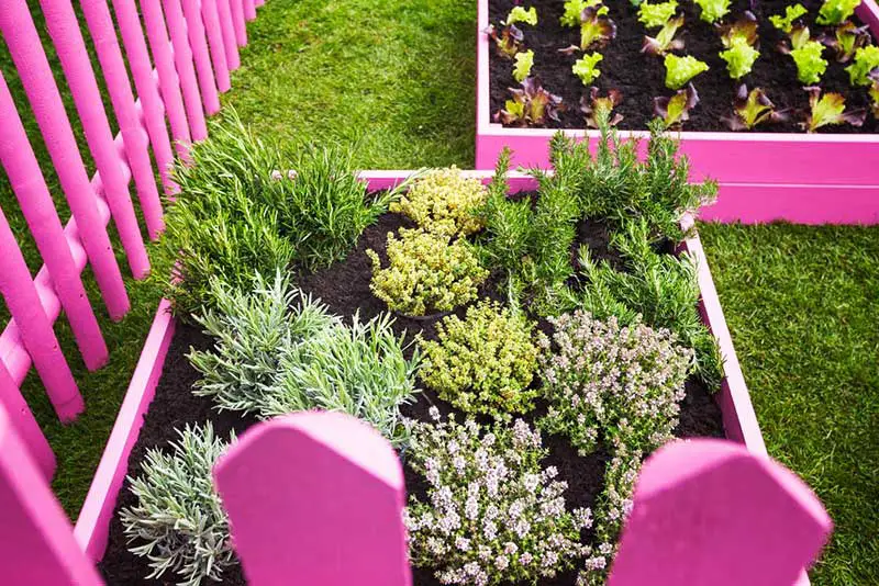 Bright Pink Raised Garden Beds and Fence