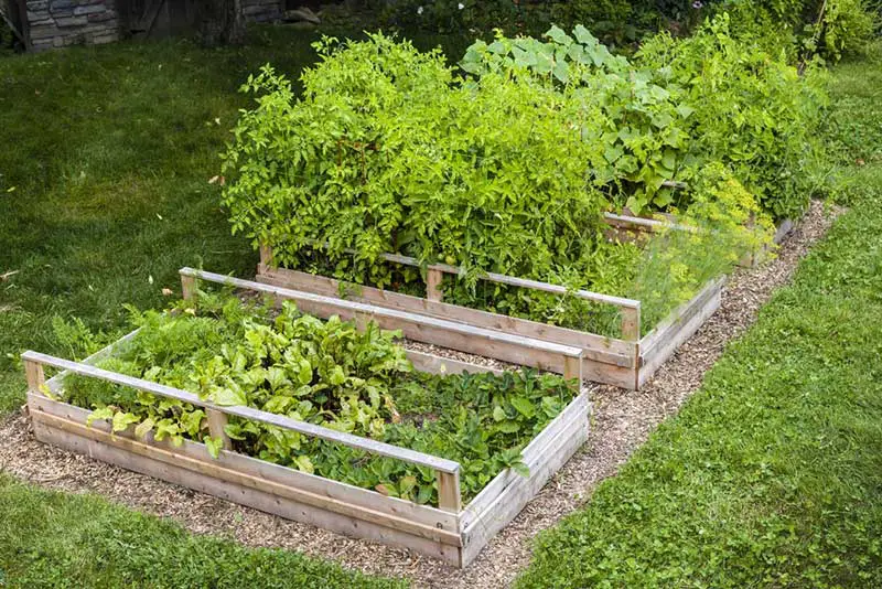 Wooden Raised Beds for Vegetable Gardening