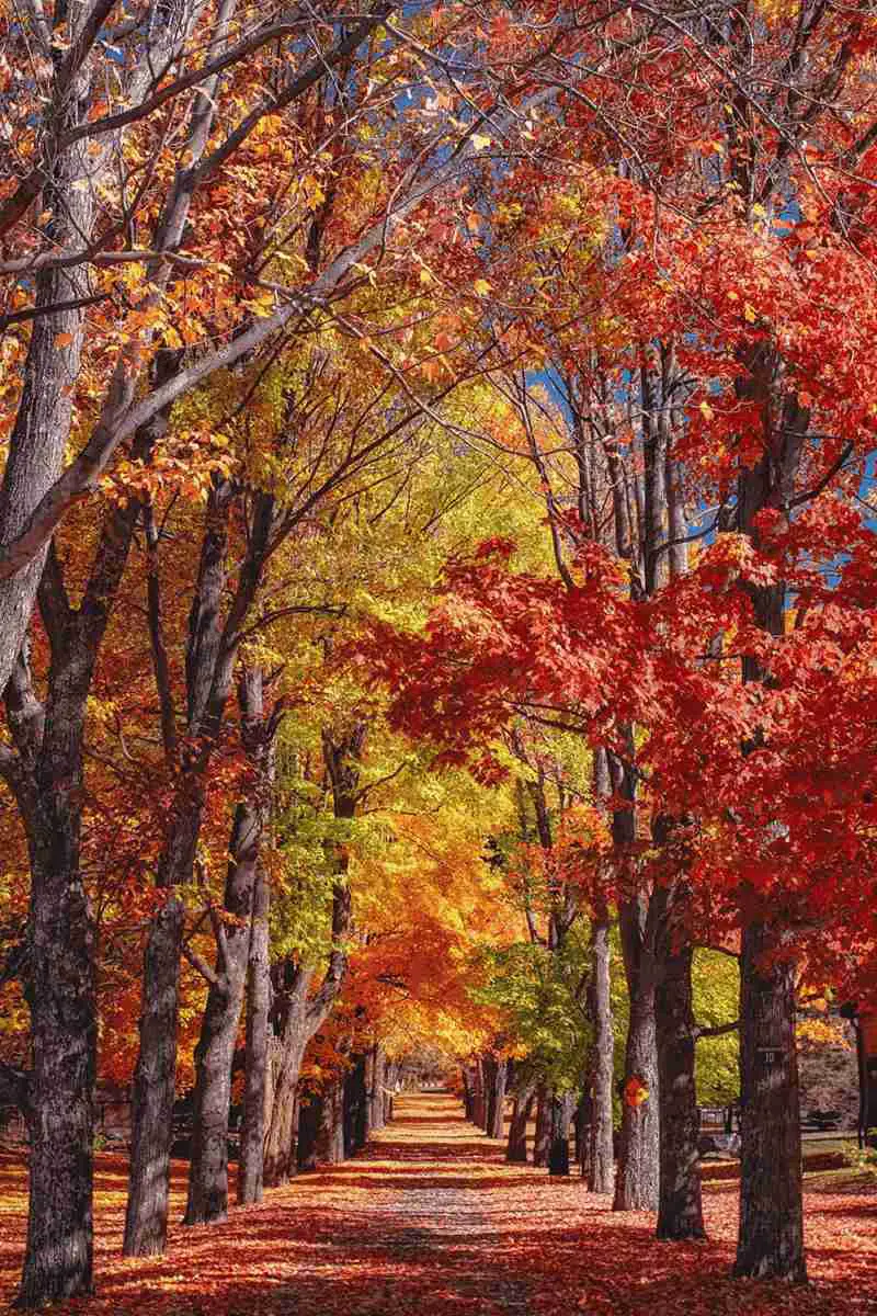 Vibrant Autumn Tree Tunnel Pathway