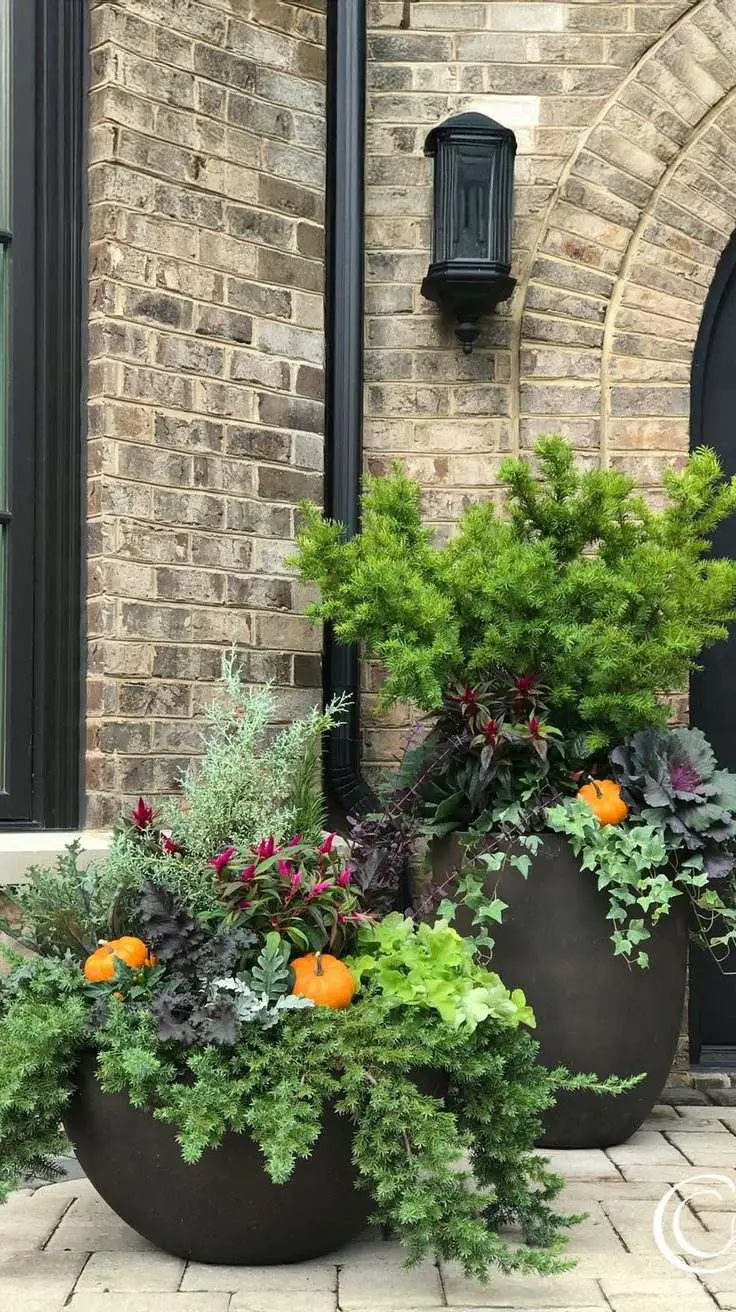 Rounded Bowl Pots with Evergreens and Pumpkins