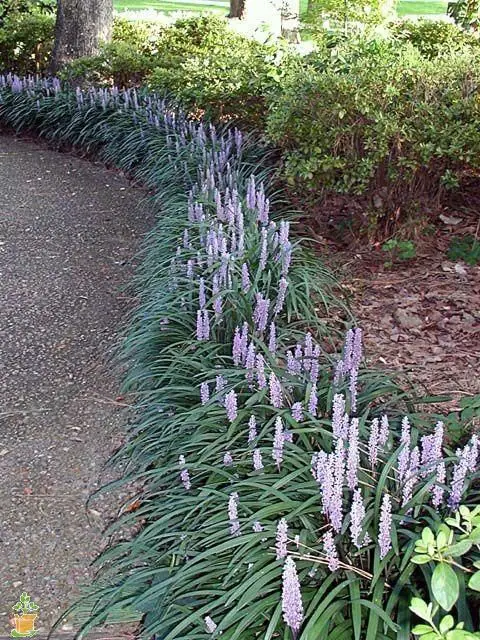 Purple Liriope Living Grass Border