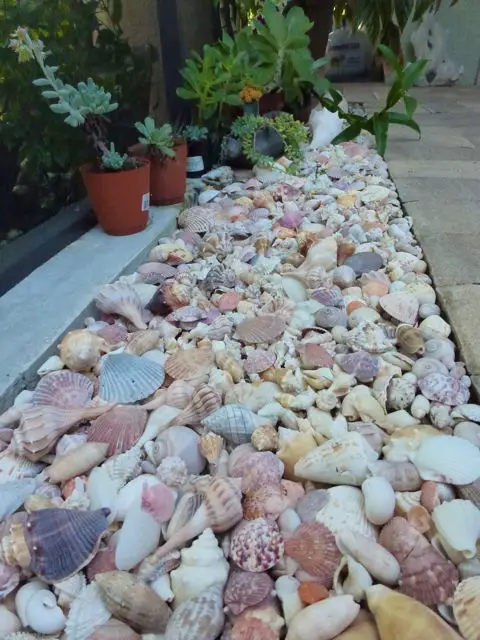 Seashell Mosaic Ground Cover Path