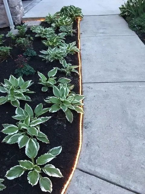 Illuminated LED Rope Light Garden Border