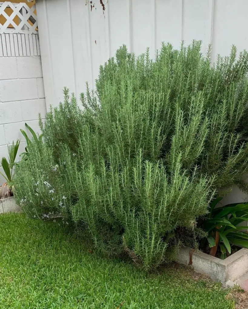 27 Kitchen Garden Ideas for a Beautiful and Productive Space 3 Bushes of Fragrant Rosemary