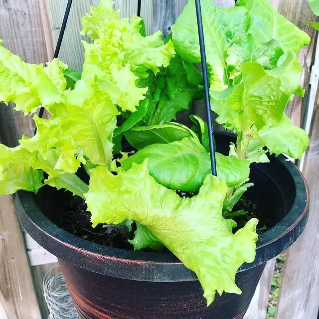27 Kitchen Garden Ideas for a Beautiful and Productive Space 6 Hanging Lettuce Planter