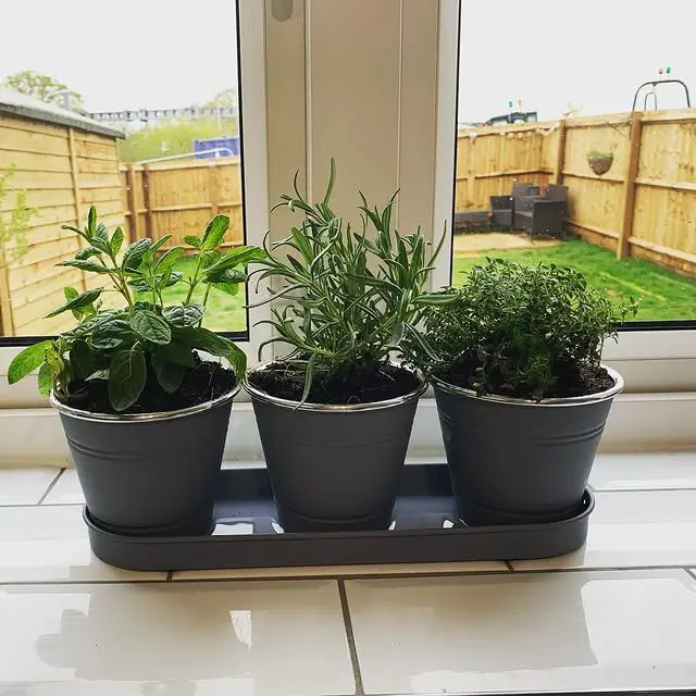 27 Kitchen Garden Ideas for a Beautiful and Productive Space 7 Trio of Potted Window Herbs