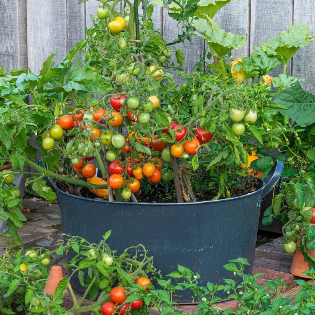 27 Kitchen Garden Ideas for a Beautiful and Productive Space 10 Heavy Tub Tomato Container