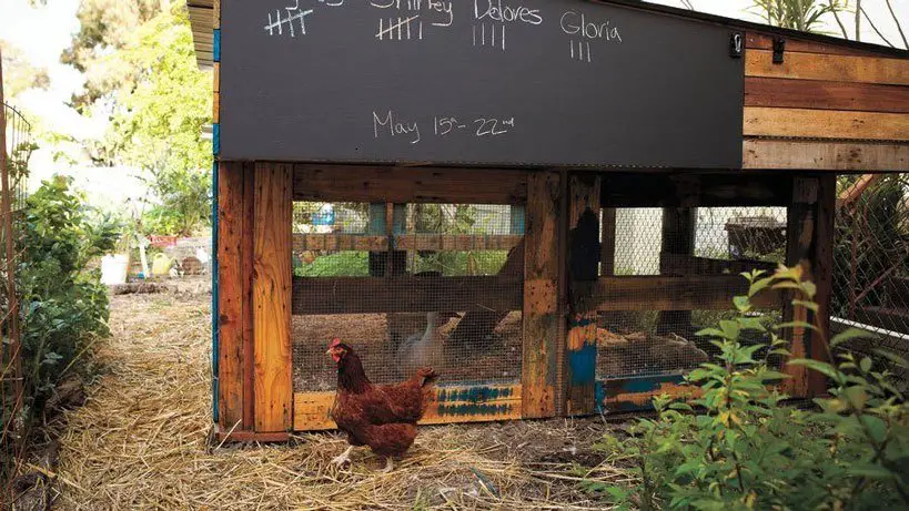 21 Pallet Chicken Coop Ideas for a Budget-Friendly Build 21 Chalkboard Egg Tracker Coop