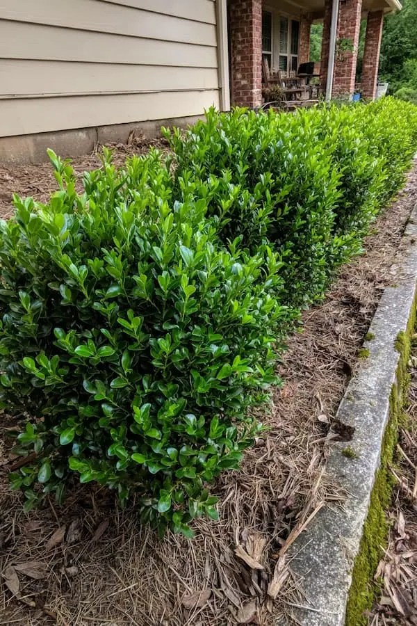 Boxwood Hedge