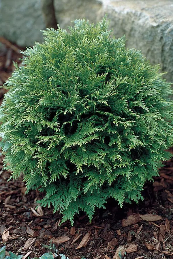 False Cypress