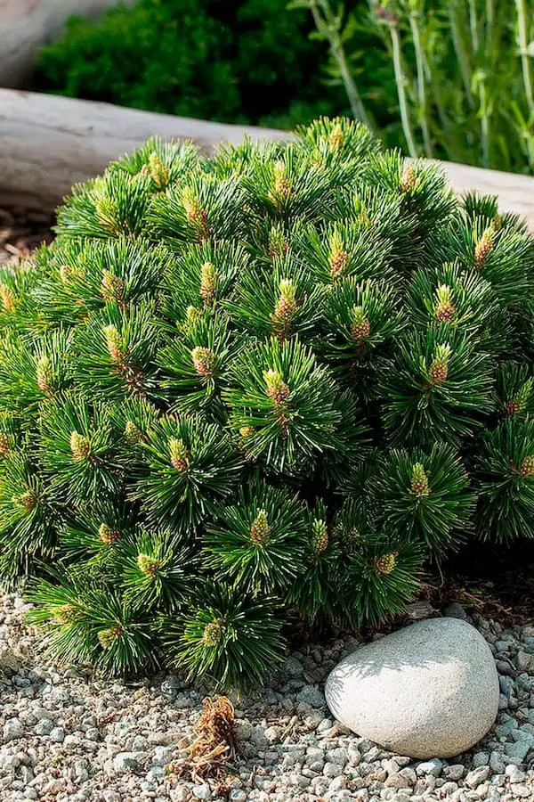 Dwarf Mugo Pine