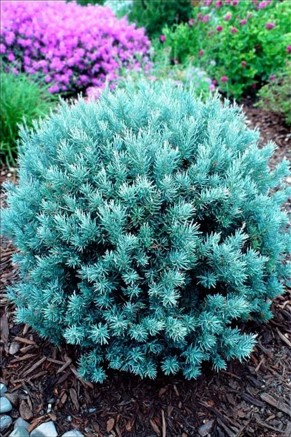 Blue Star Juniper