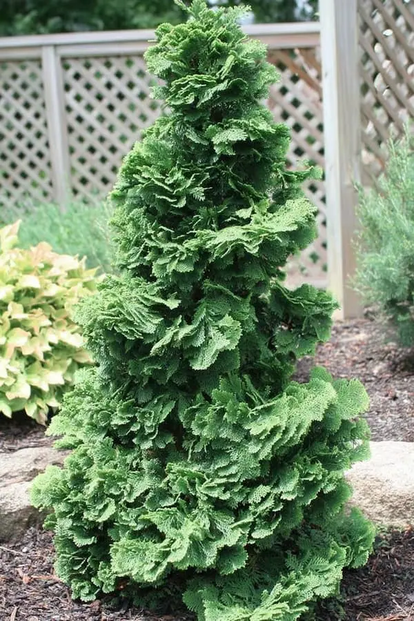 Hinoki Cypress