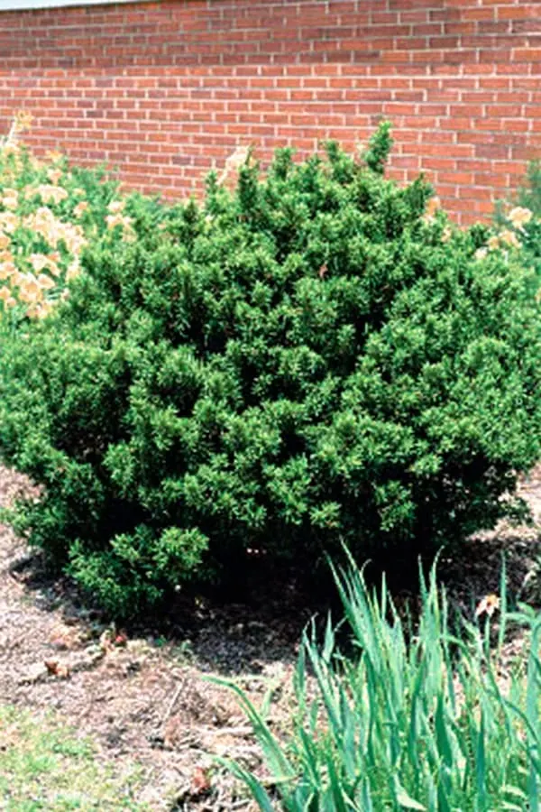 Yew Shrub