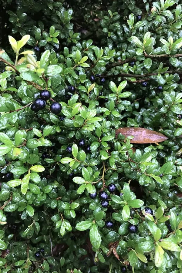 Inkberry Holly