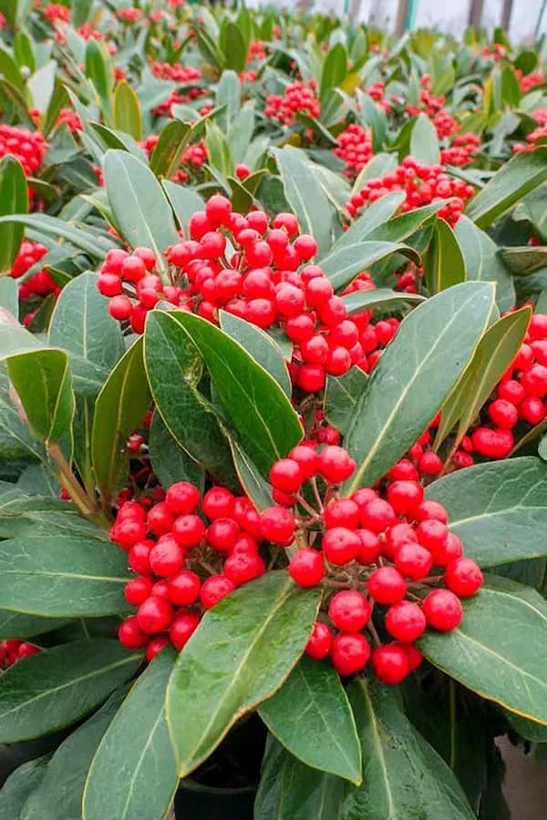 Japanese Skimmia