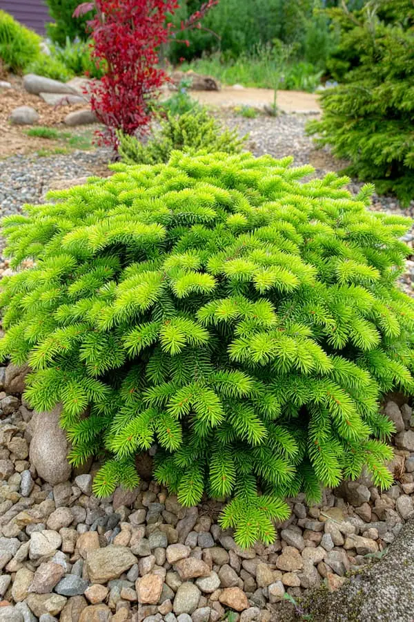 Bird's Nest Spruce