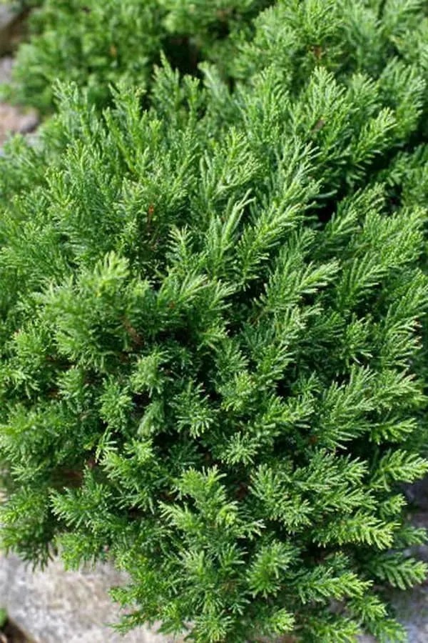 Creeping Juniper