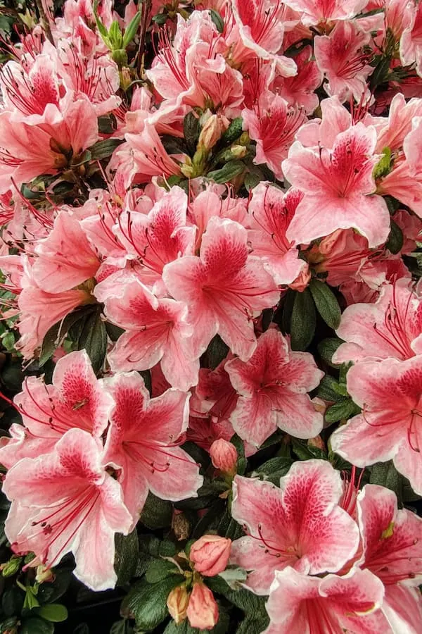 Pink Azalea