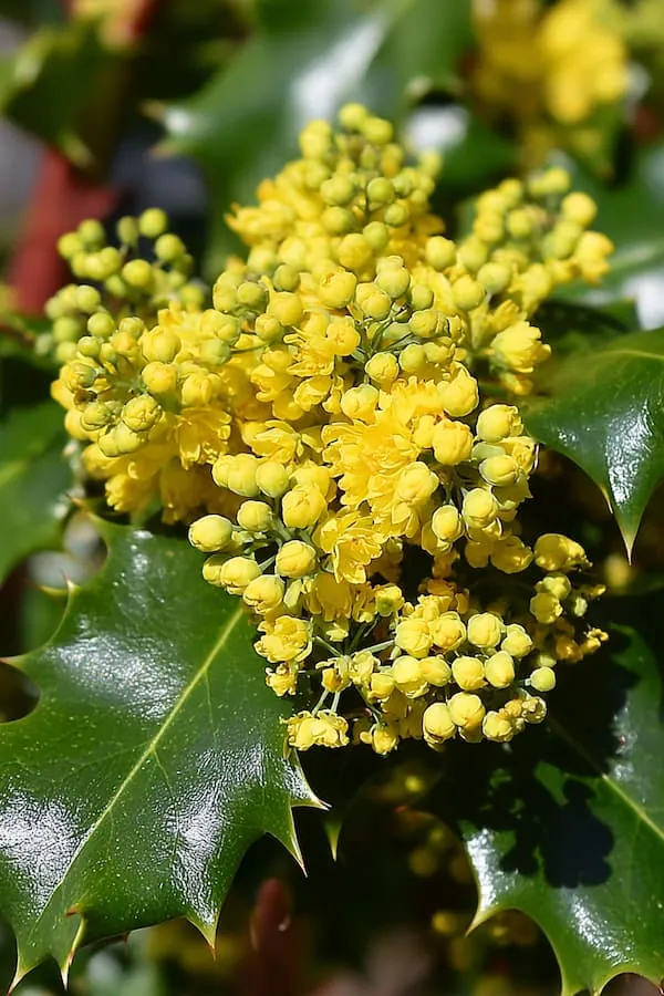 Oregon Grape Holly