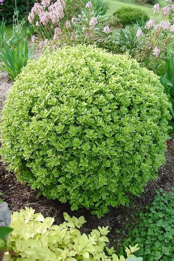 Variegated Boxwood