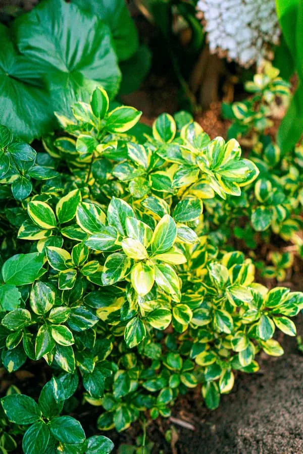 Gold Spot Euonymus