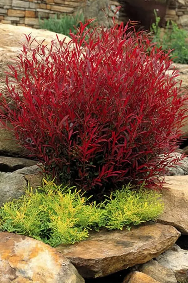 Heavenly Bamboo