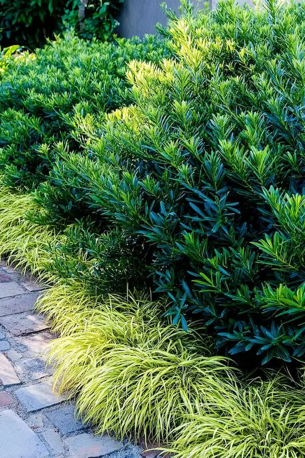Japanese Yew