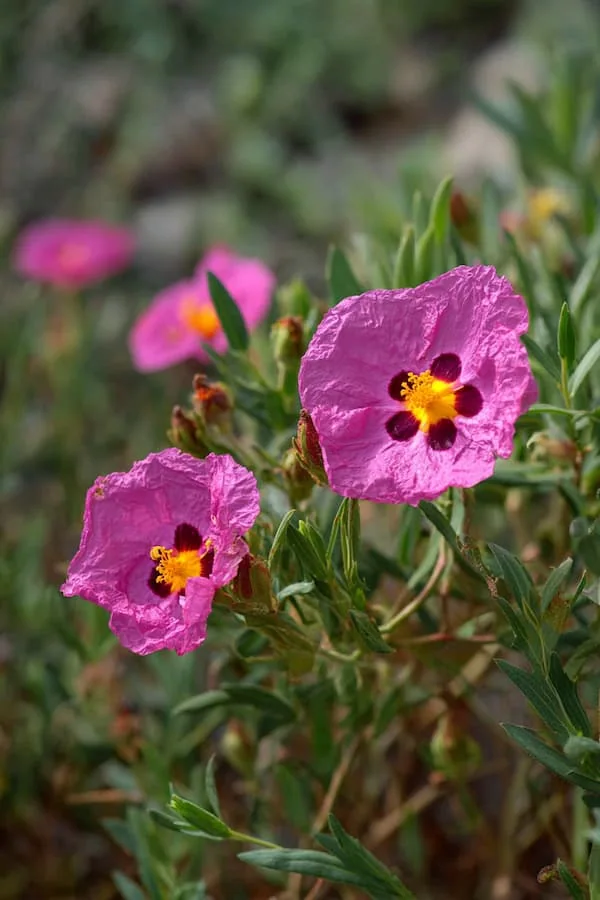 Rock Rose